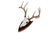 Mounted Atypical 9 Point Deer Skull - Abnormal Antlers For Sale - Image 4 of 11