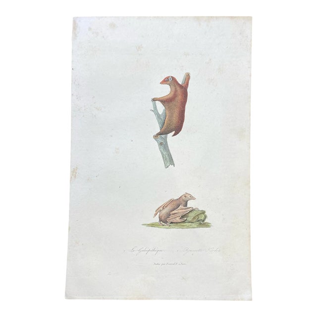 French Antique 18th Century "Le Galeophitheque" Animal Engraving Hand Colored Artwork For Sale