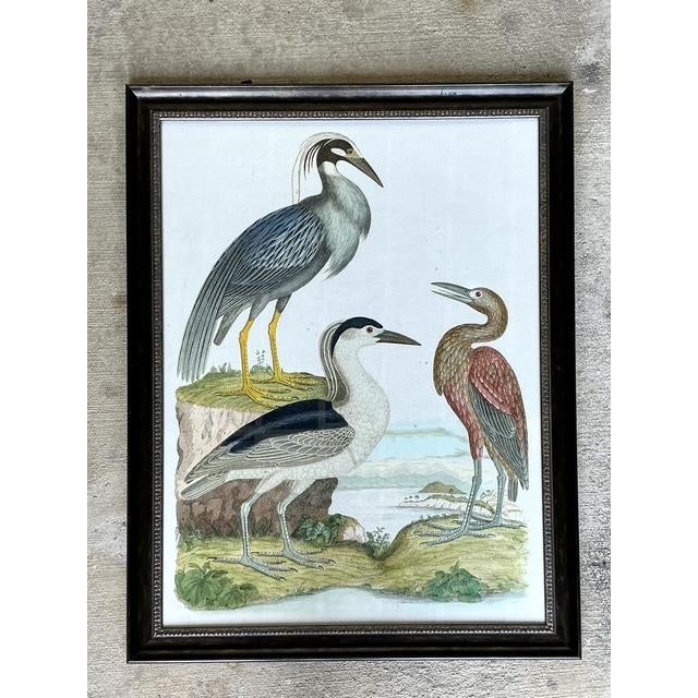 Vintage Audubon Print of Three Birds For Sale In West Palm - Image 6 of 12