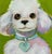2020s White Poodle Original Oil Painting, Signed, Chartreuse Green, Teak Wood Frame by Tatiana Duperault For Sale - Image 5 of 5