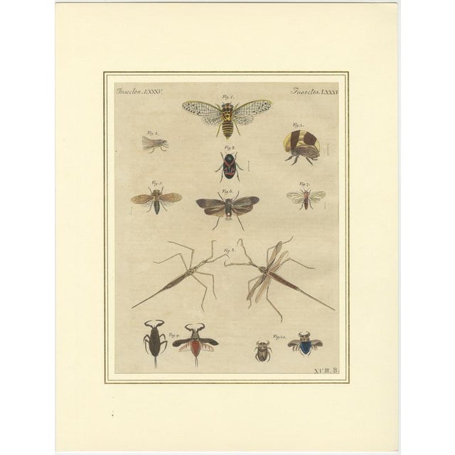 Hollywood Regency Bertuch, Dragonfly, Cicada & Exotic Insect, 1815, Engravings For Sale - Image 3 of 9