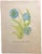 An original 1989 watercolour painting, Stanley Reece, Himalayan Blue Poppy Flower (Meconopsis: Betonicifolia).This large...