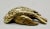 Bronze French Gilt Bronze Sparrow Bird Sculpture Paperweight Attributed to Comoléra For Sale - Image 8 of 8