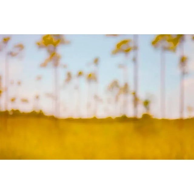 Contemporary Cheryl Maeder "Everglades Trees" Archival Photographic Watercolor Print For Sale - Image 3 of 4