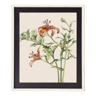 Tiger Lily - Botanical Study by Deborah Eddy For Sale