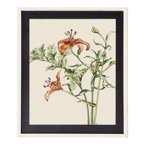 Tiger Lily - Botanical Study by Deborah Eddy
