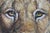 Vintage Lion Head Painting on Board For Sale - Image 4 of 9