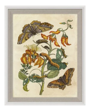 Merian Butterfly 2, Framed Artwork
