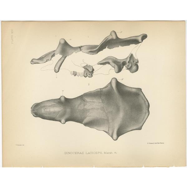 Marsh, Paleontology Illustrations of a Dinoceras Laticeps, 1886, Prints, Set of 3 For Sale - Image 4 of 5