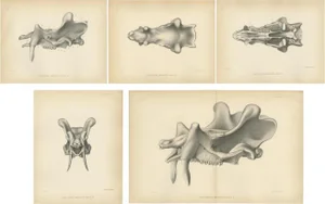 Marsh, Paleontology Illustrations of a Dinoceras Mirabile, 1886, Prints, Set of 5