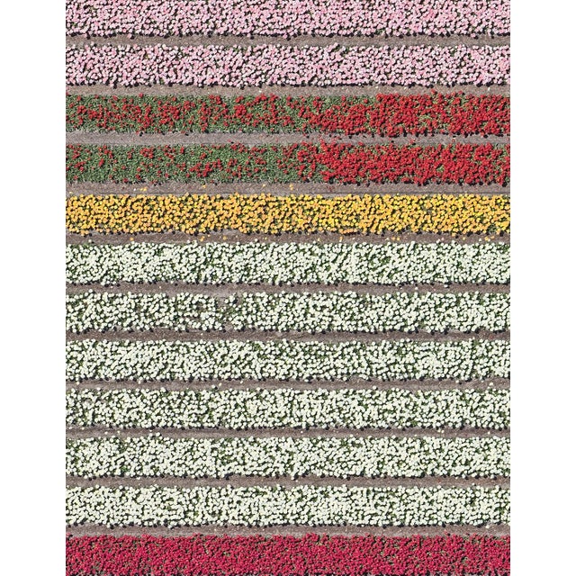 "AV_Tulip_Fileds_029" Contemporary Aerial View Limited Edition Photograph by Bernhard Lang For Sale - Image 6 of 9