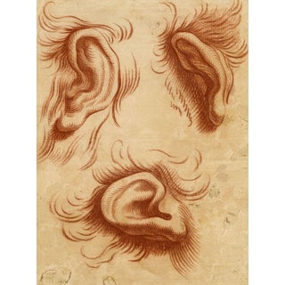 After Charles Le Brun, Physiognomy Study of Ears, 18th Century, Chalk Drawing For Sale