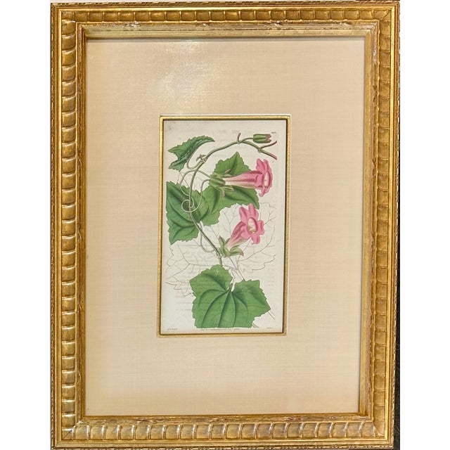 Set of 4 original engraving botanicals by William Curtis, 1803. Featuring the Trillion, Oleander, Snapdragon, and Gasteria...