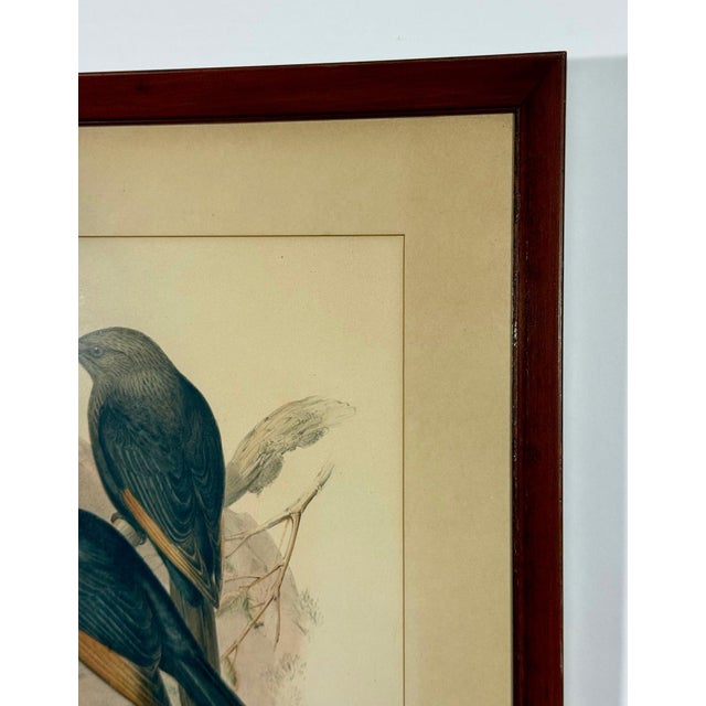 Original 19th Century John Gould & Henry Richter Hand-Colored Lithograph - Amydrus Tristrami For Sale - Image 4 of 10