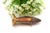 Silver Corncob Toothpick Holder For Sale - Image 5 of 6