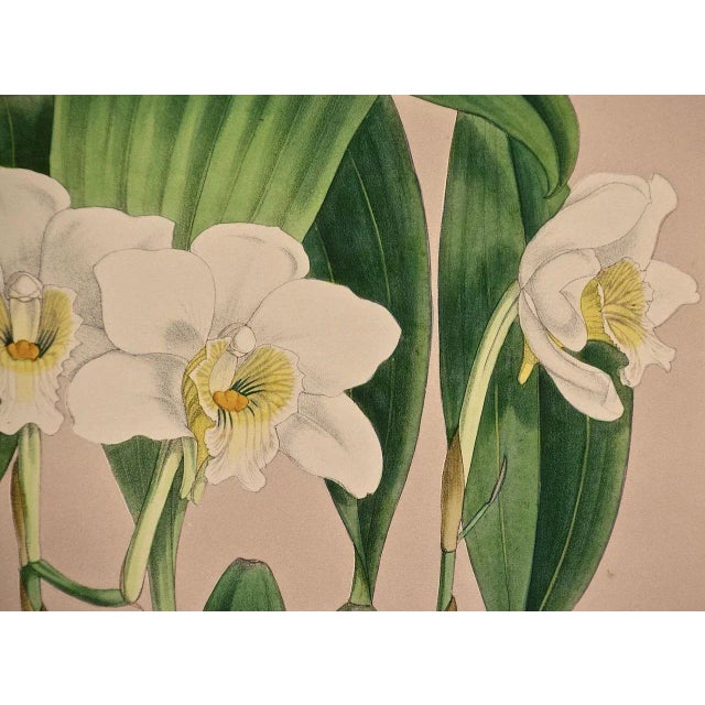 Sculpture Materials Orchids" Framed 19th C. Hand-Colored Engraving of "Lycaste Harrisoniae" by Fitch, 1882 For Sale - Image 7 of 7