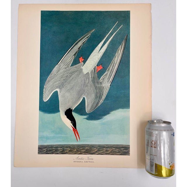 Audubon Bird Print – “Arctic Tern”, 1964 Abrams Folio – Vintage Ornithology Art 1964 print from "The Audubon Folio: Great...