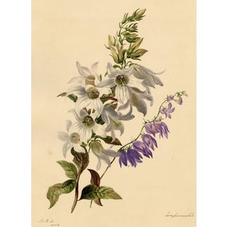E.B.R., White & Purple Bellflowers (Campanula), 1800s, Watercolour For Sale