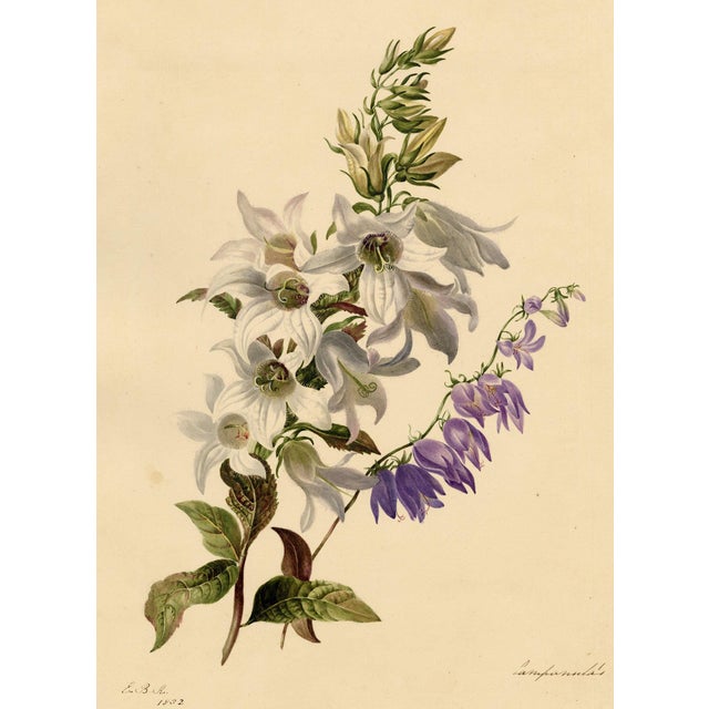 E.B.R., White & Purple Bellflowers (Campanula), 1800s, Watercolour For Sale
