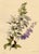 E.B.R., White & Purple Bellflowers (Campanula), 1800s, Watercolour For Sale