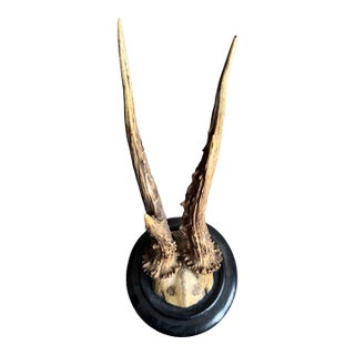Roe Deer Trophy 790 Black Forest Antlers For Sale