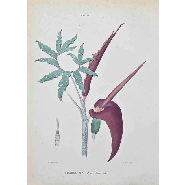 Vincenzo Tenore, Dragontia, Lithograph, 1870s For Sale