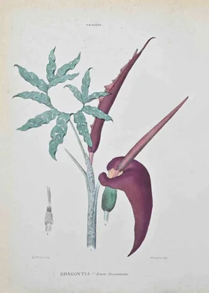 Vincenzo Tenore, Dragontia, Lithograph, 1870s
