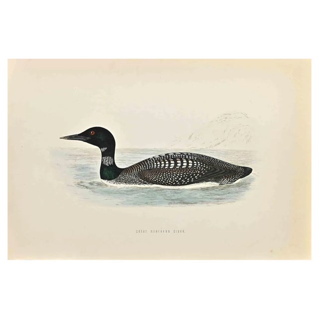 Alexander Francis Lydon, Great Northern Diver, Woodcut Print, 1870 For Sale