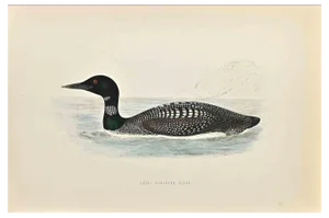 Alexander Francis Lydon, Great Northern Diver, Woodcut Print, 1870