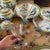 Late 20th Century Hermes China Toucans Service for 6 Collection - 69 Pieces For Sale - Image 9 of 12
