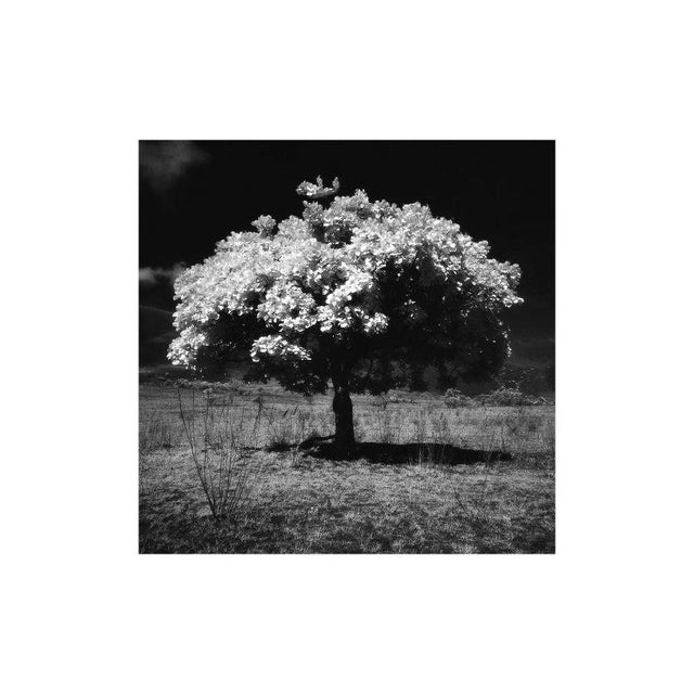 Photography on Paper 24" x 20" x 1.5" Metal Frame