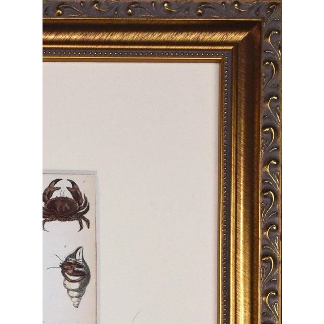 19th Century Antique Hand Colored Crustacean / Horseshoe Crab Engracing by Goldsmith For Sale - Image 4 of 5