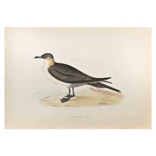 Alexander Francis Lydon, Richardson's Skua, Woodcut Print, 1870 For Sale