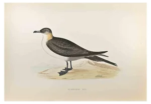 Alexander Francis Lydon, Richardson's Skua, Woodcut Print, 1870