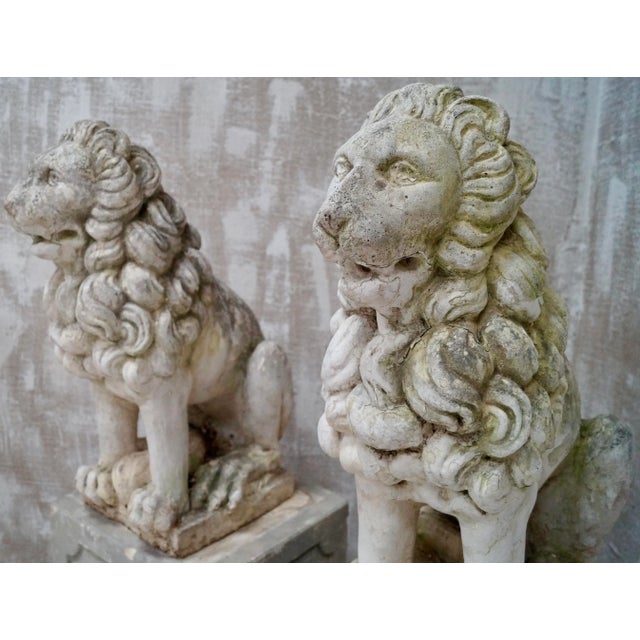 A pair of two concrete stone lions. A wonderful way to add a regal look to an entryway. Each lion sits on its hind legs,...