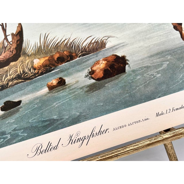 American 1964 Audubon Folio Lithograph Great Bird Paintings – “Belted Kingfisher” 17x14 For Sale - Image 3 of 7