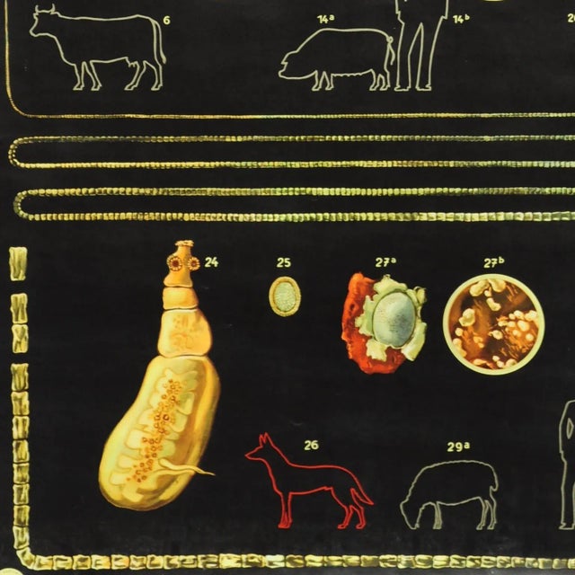 Vintage Tapeworm Parasite Medical Pull Down Wall Chart For Sale - Image 4 of 6