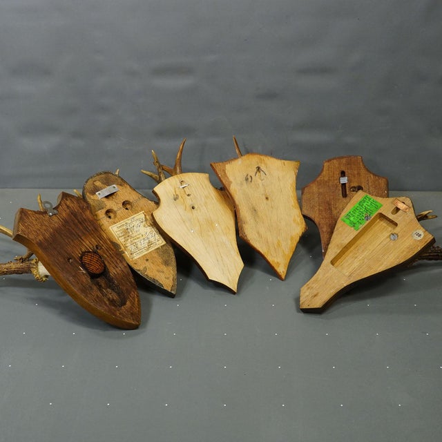 Brown Vintage Set of Six Roe Deer Trophies on Wooden Plaques Germany ca.1950/1960s For Sale - Image 8 of 8