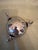 Late 20th Century Late 20th Century Silver Hammered Bowl With Decorative Elephant Handles For Sale - Image 5 of 6