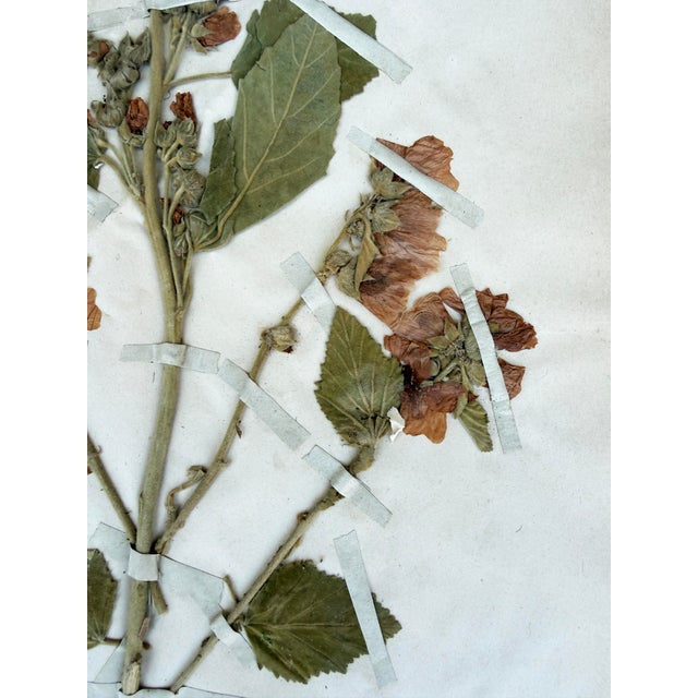 Oversized Antique French Herbarium Specimens – Set of 8 | Original 19th Century Pressed Botanical Collection From Paris For Sale - Image 4 of 17