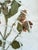 Oversized Antique French Herbarium Specimens – Set of 8 | Original 19th Century Pressed Botanical Collection From Paris For Sale - Image 4 of 17