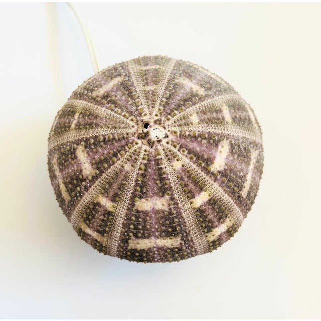 Late 20th Century Vintage Sea Urchin Lamp For Sale - Image 5 of 10