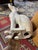 Vintage Italian Midcentury Style Life-Size Ceramic Greyhound Dog For Sale - Image 12 of 12