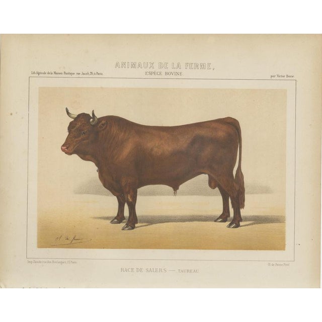 Borie, Salers Bull, French Cattle Breed, 1863, Chromolithograph For Sale - Image 3 of 9