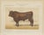 Borie, Salers Bull, French Cattle Breed, 1863, Chromolithograph For Sale - Image 3 of 9