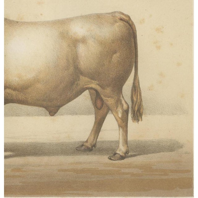 Borie, Charolais Bull, French Cattle Breed, 1863, Chromolithograph For Sale - Image 6 of 9