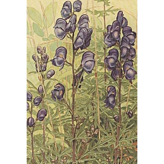 Contemporary 1945 Botanical Watercolor Lithograph-Monkshood For Sale - Image 3 of 3