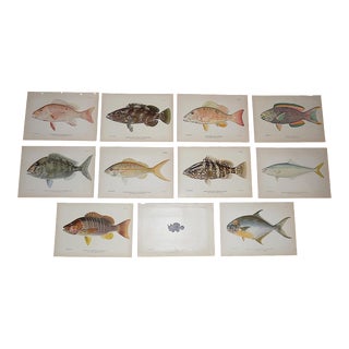 Authentic Antique 19th Century Tropical Fish Lithographs - Set of 11 For Sale