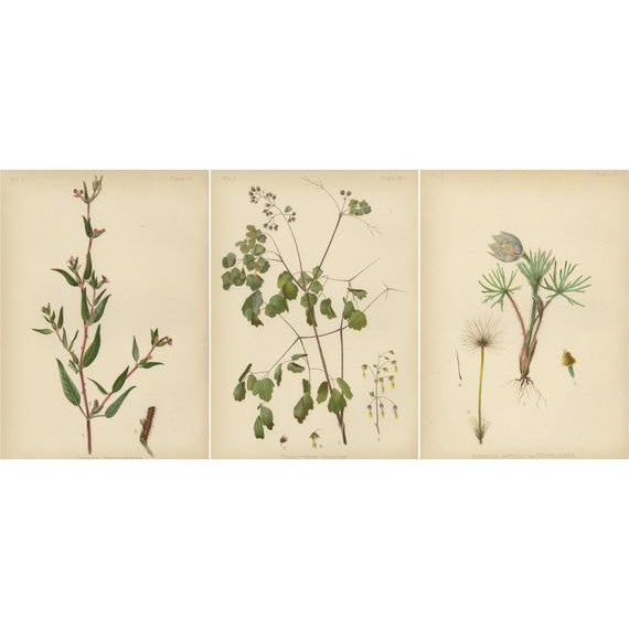 Meehan, Native US Flora, Chromolithographs, 1879, Set of 3 For Sale