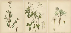 Meehan, Native US Flora, Chromolithographs, 1879, Set of 3